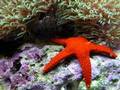 ზღვის ჰოროსკოპი - ზღვის ვარსკვლავი