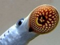 ზღვის ჰოროსკოპი - თვითსალამურა
