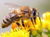 ფუტკარი და ფუტკრის პროდუქტები