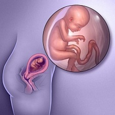 ფეხმძიმობის მე-19 კვირა - მომავალი ბავშვი