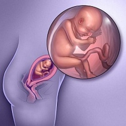 ფეხმძიმობის 21-ე კვირა - მომავალი ბავშვი
