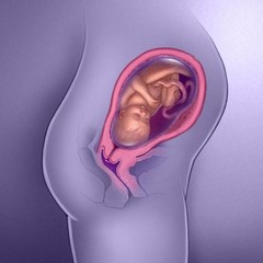 ორსულობის 29-ე კვირა - მომავალი ბავშვი